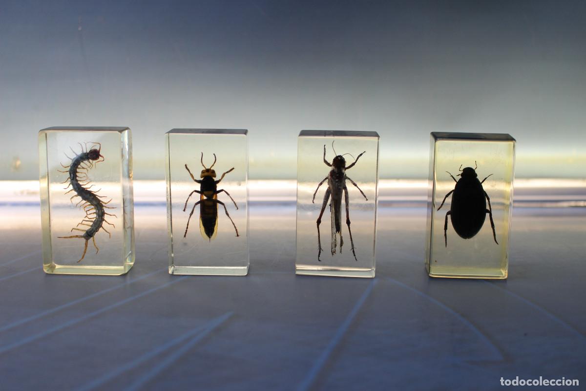 Coleccionismo: 05. Insectos en metacrilato: Ciempi&eacute;s y m&aacute;s