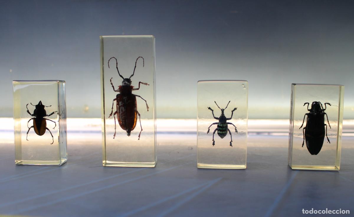 Coleccionismo: 06. Insectos en metacrilato, escarabajos