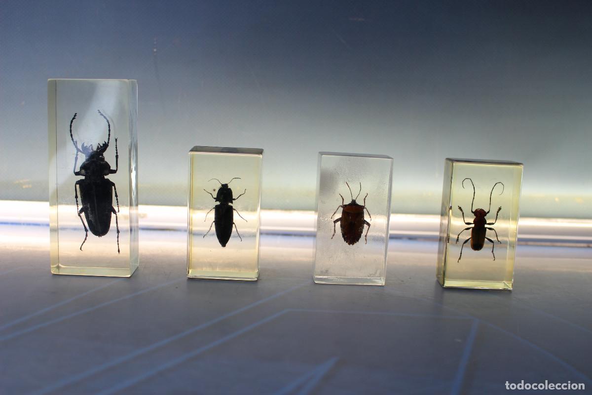 Coleccionismo: 07. Insectos en metacrilato, escarabajos