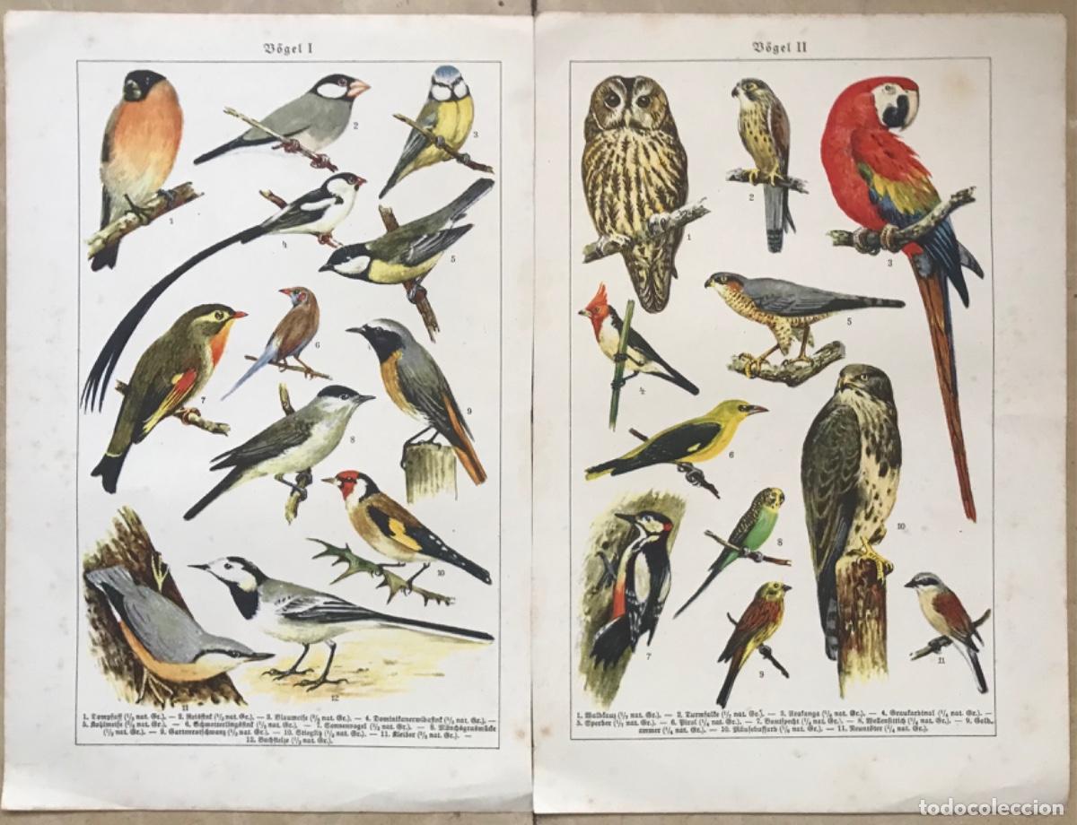 Coleccionismo: Dos l&aacute;minas de p&aacute;jaros (B&ouml;gel I y II) - Texto en alem&aacute;n - Medida de cada l&aacute;mina: 24 cm x 16 cm