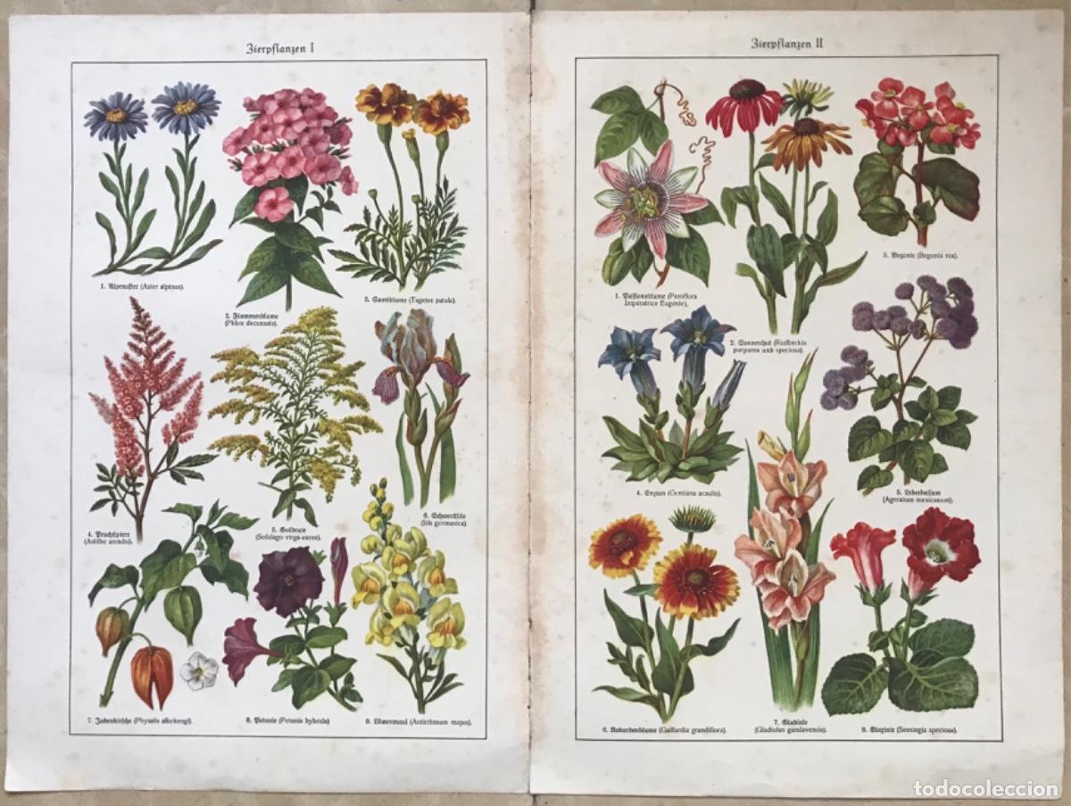 Coleccionismo: Dos l&aacute;minas de plantas - Texto en alem&aacute;n - Medida de cada l&aacute;mina: 24 cm x 16 cm