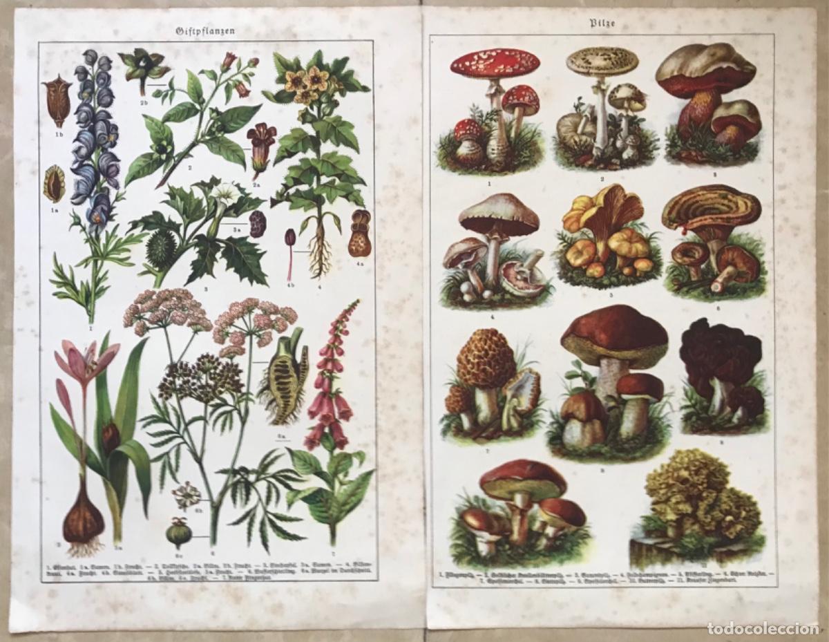 Coleccionismo: Dos l&aacute;minas, una de plantas y otra de setas - Texto en alem&aacute;n - Medida de cada l&aacute;mina: 24 cm x 16 cm