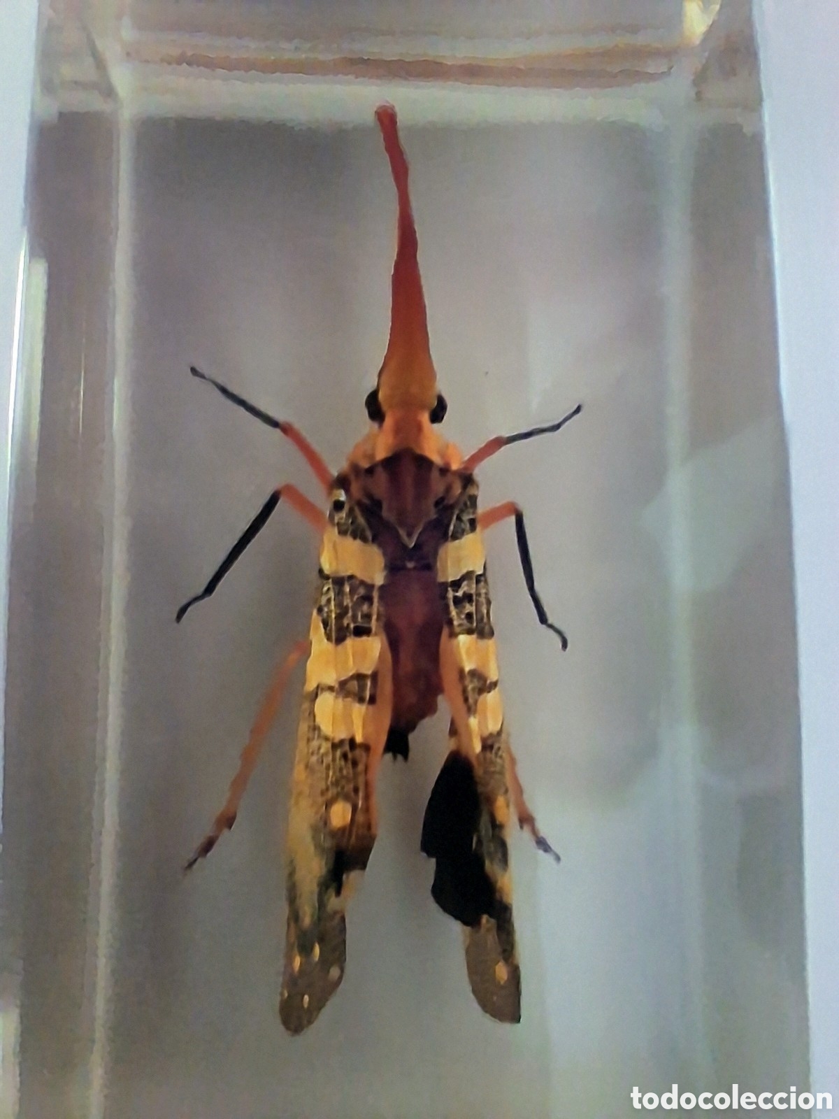 Coleccionismo: Insecto linterna (Fulgoridae, probablemente Pyrops) encapsulado en resina &ndash; Pieza de colecci