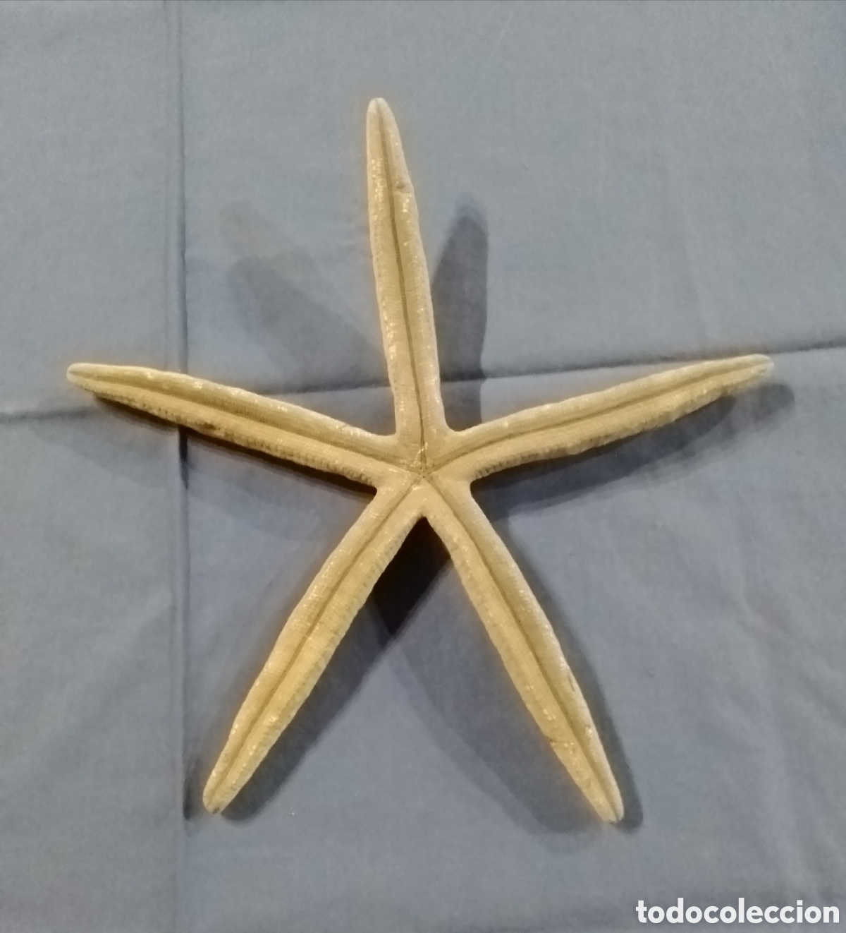 Coleccionismo: Estrella de mar 27 cm