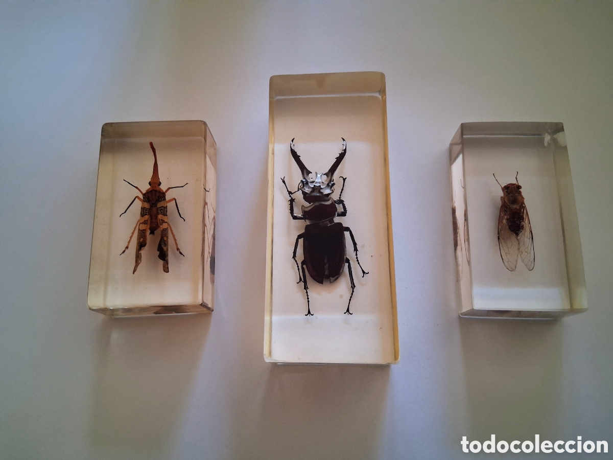 Colecionismo: Contenido del lote: Colecci&oacute;n de 3 espec&iacute;menes aut&eacute;nticos de insectos preservados de forma permanen