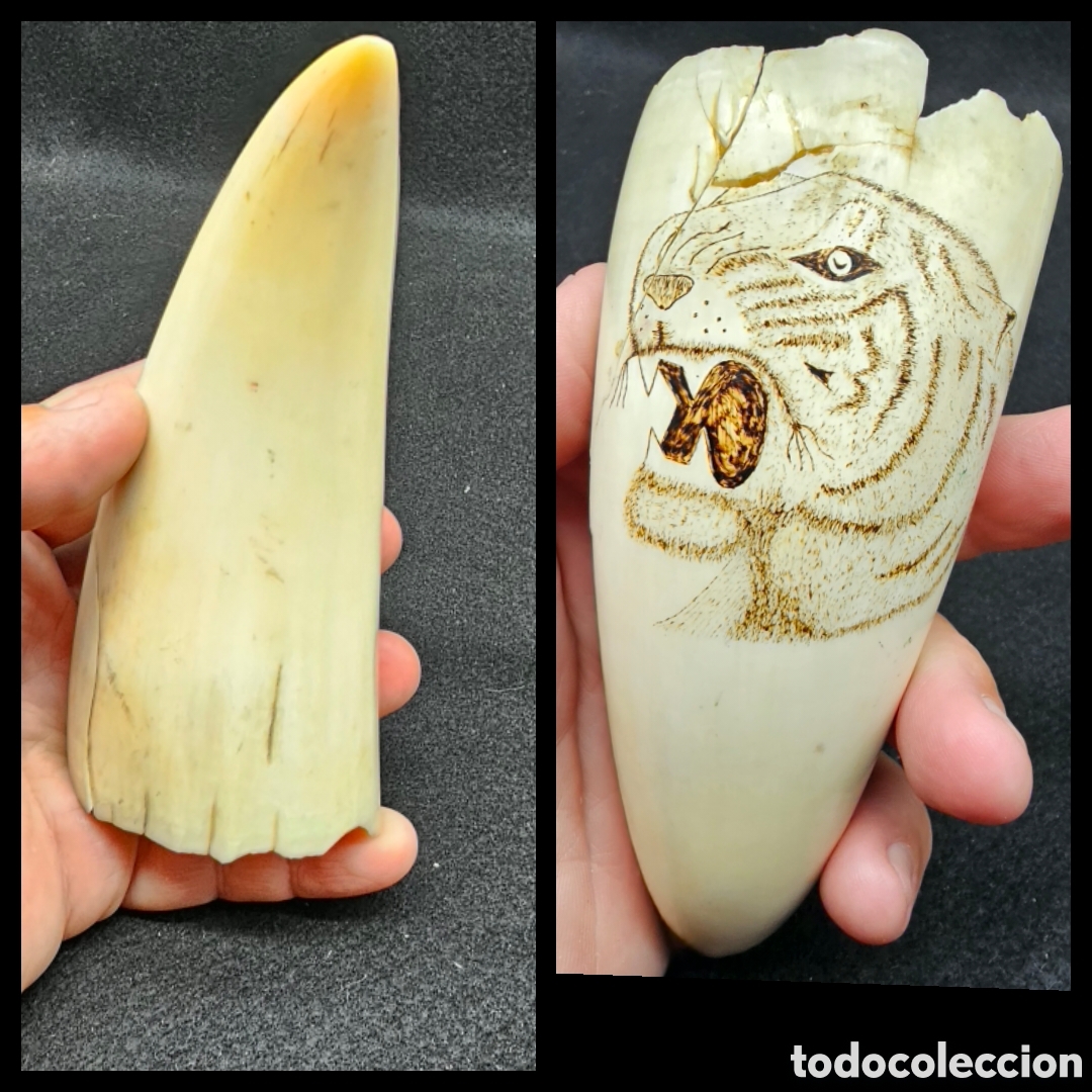 Coleccionismo: Antiguo diente de cachalote con tigre grabado
