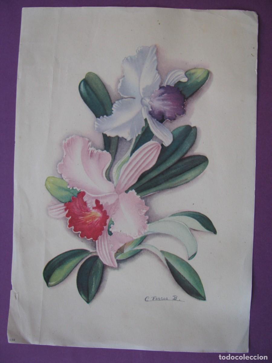 Coleccionismo: LAMINA DE IL. C. FERRER B. FLORES. 23X17 CM