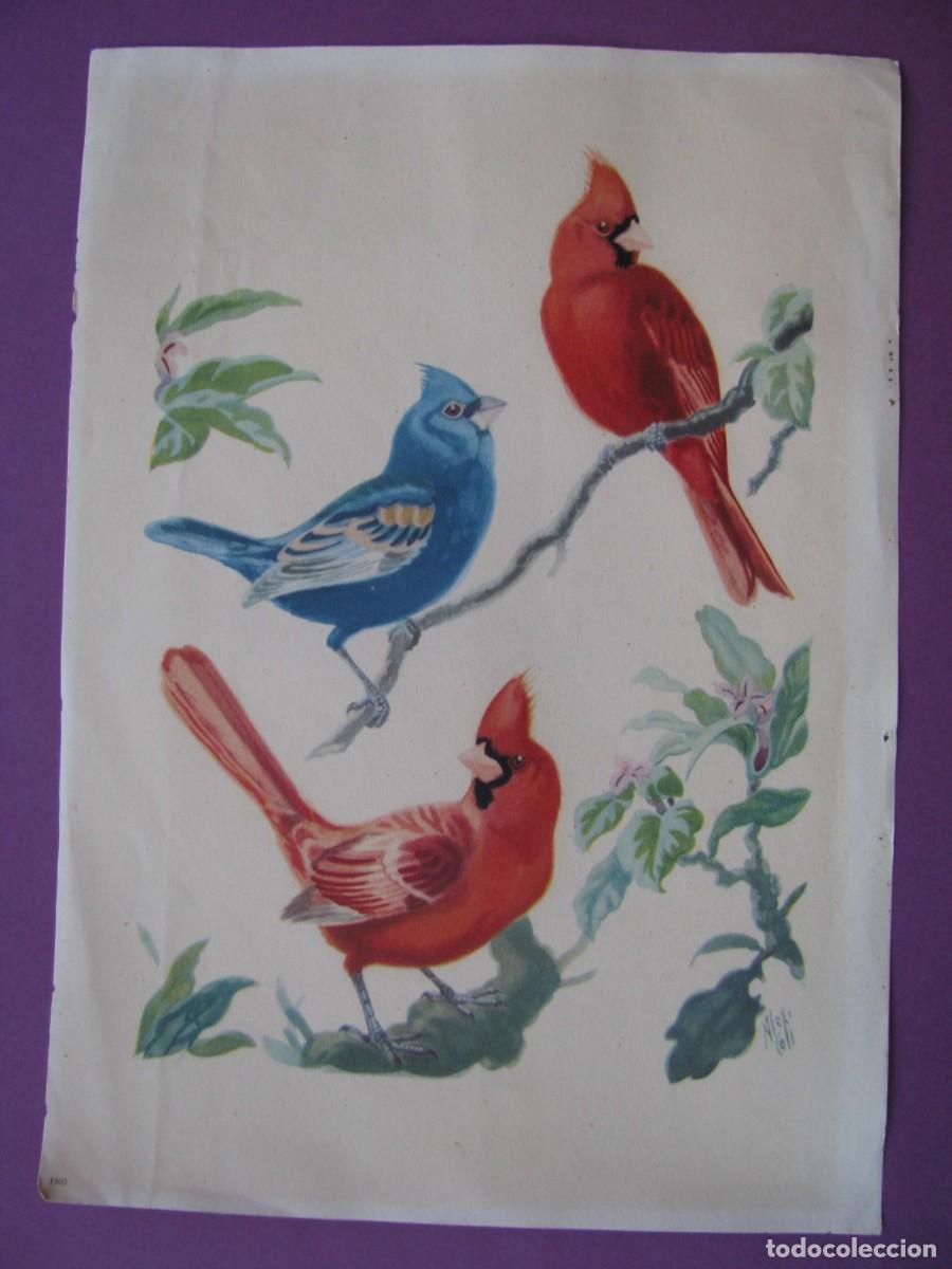 Coleccionismo: LAMINA DE IL. ALEX COLI? AVES. 23X17 CM