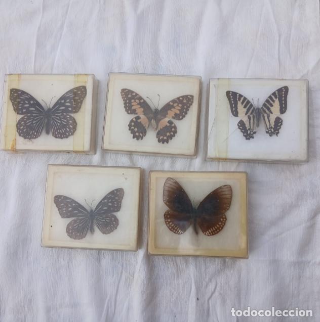 Coleccionismo: Bonita colecci&oacute;n de mariposas