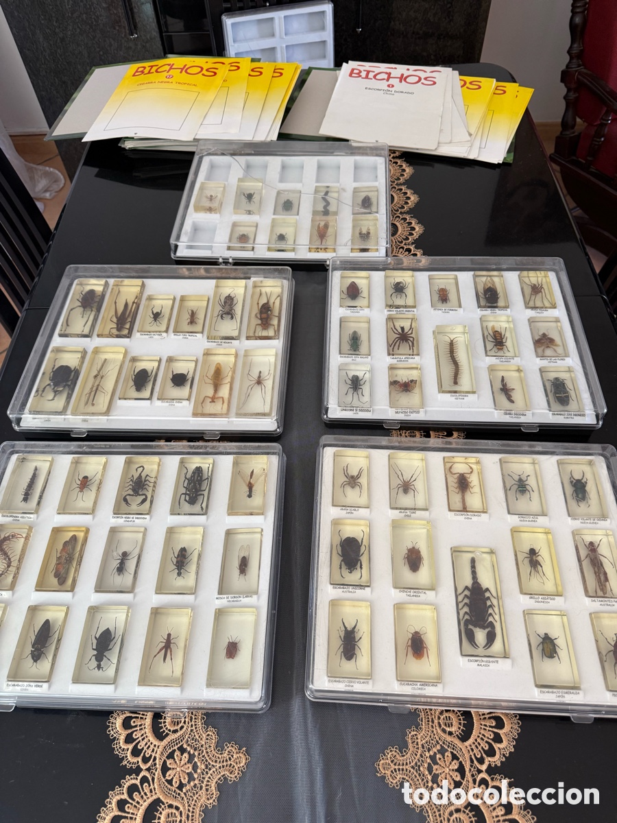 Coleccionismo: RBA Bichos 2006 Complete Collection 1&ndash;65 &ndash; 65 Preserved Insects & Arachnids + Catalogues