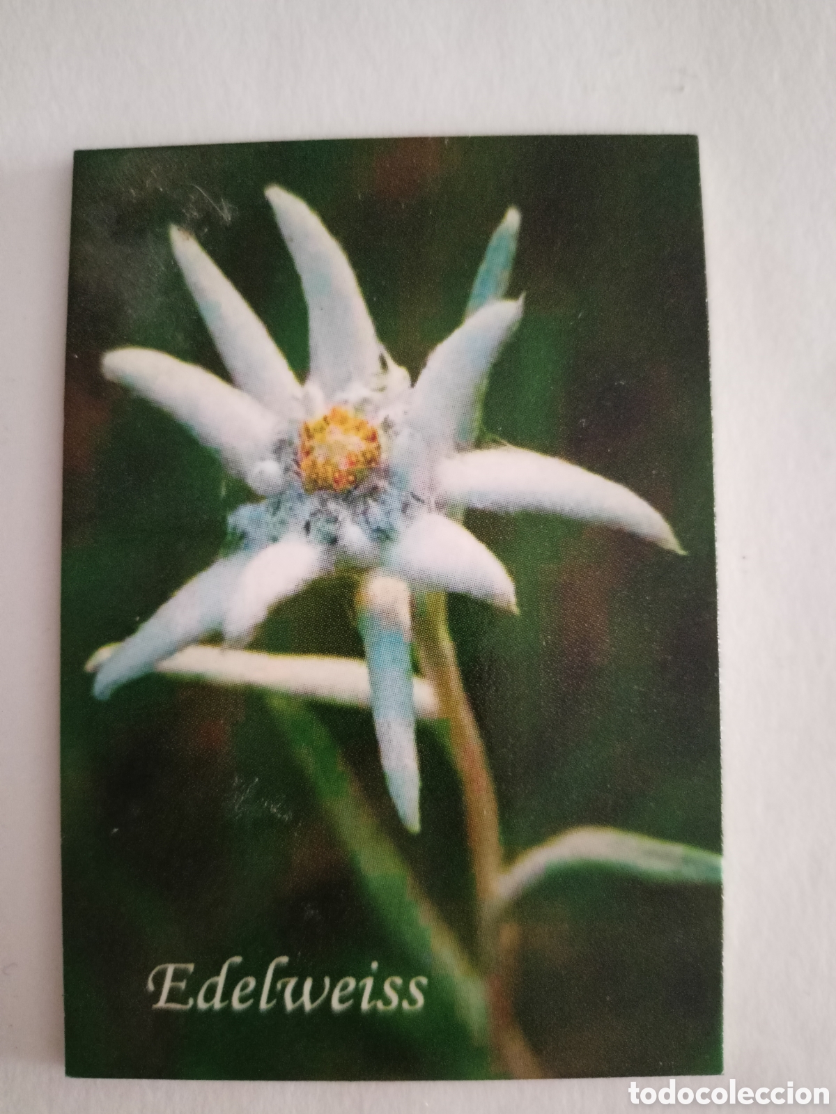 Coleccionismo: Iman de Edelweiss nuevo