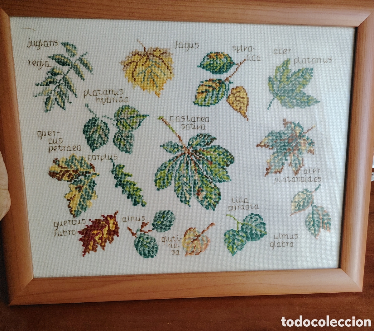 Coleccionismo: Cuadro a punto de cruz con plantas medicinales