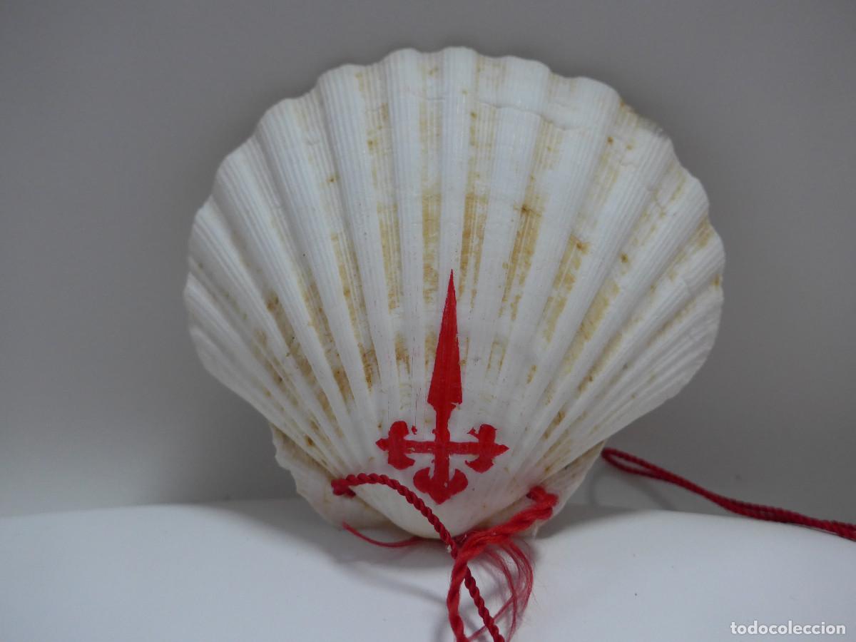 Coleccionismo: ANTIGUA CONCHA DEL CAMINO DE SANTIAGO