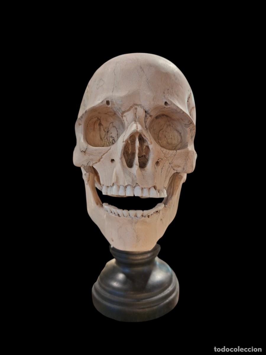 Coleccionismo: CALAVERA EN MADERA CON MANDIBULA MOVIL EN PEANA EXPOSICION