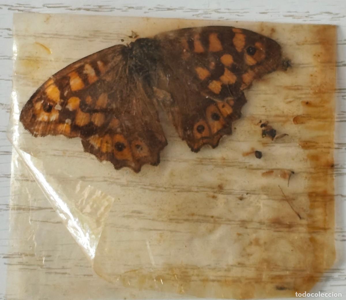 Coleccionismo: ANTIGUO EJEMPLAR PRENSADO DE LA MARIPOSA DE LOS MUROS U ONDULADA (PARARGE AEGERIA) - 4,5 X 2 Cm.