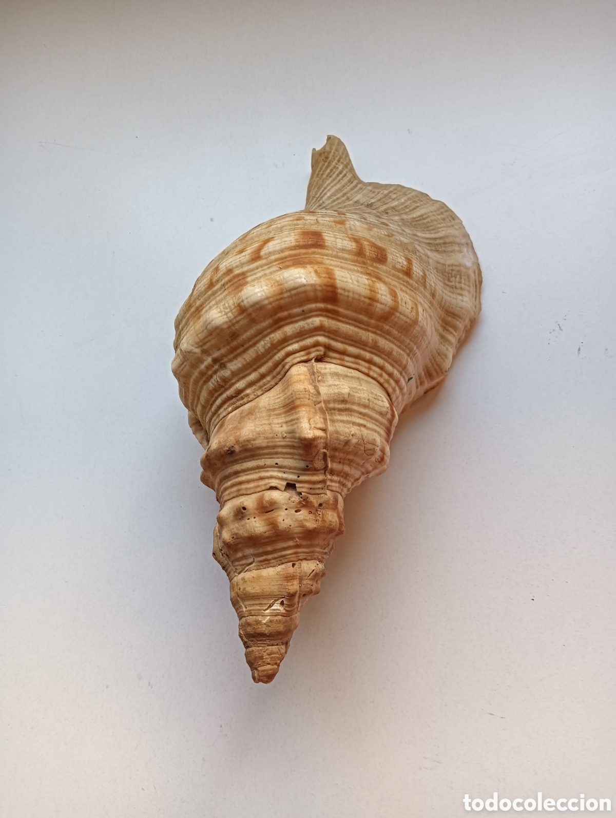 Coleccionismo: Caracola trompeta antigua. 22 cm