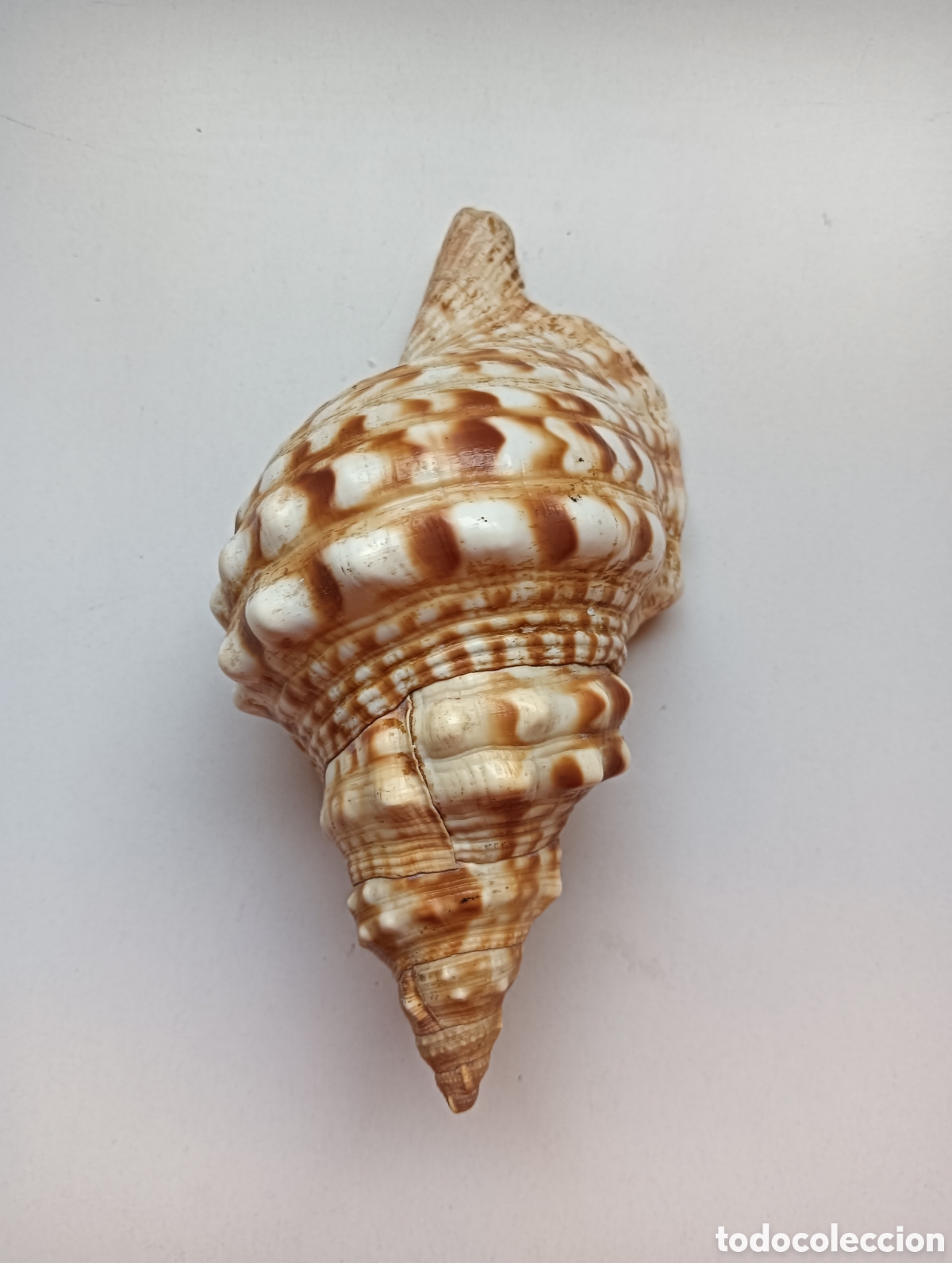 Coleccionismo: Caracola trompeta. Antigua 17 cm