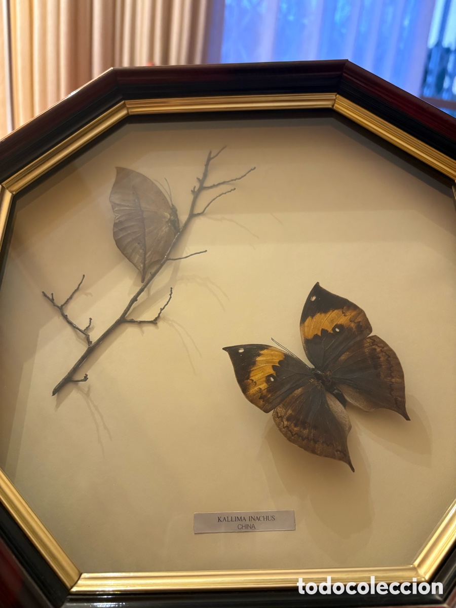 Coleccionismo: Cuadro de mariposas disecadas Kallima inachus