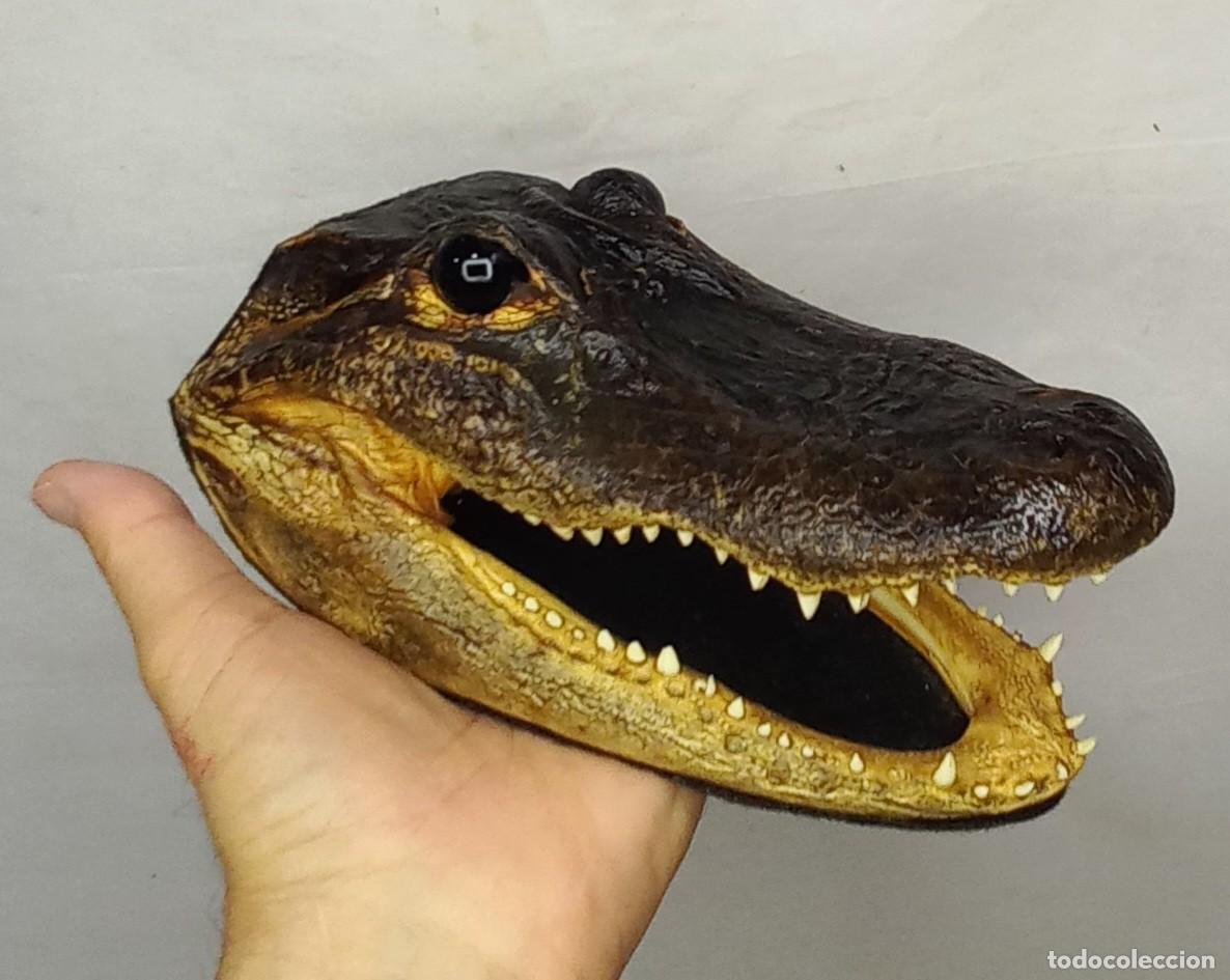 Coleccionismo: TAXIDERMIA - ANTIGUA CABEZA AUTENTICA DE COCODRILO DISECADA