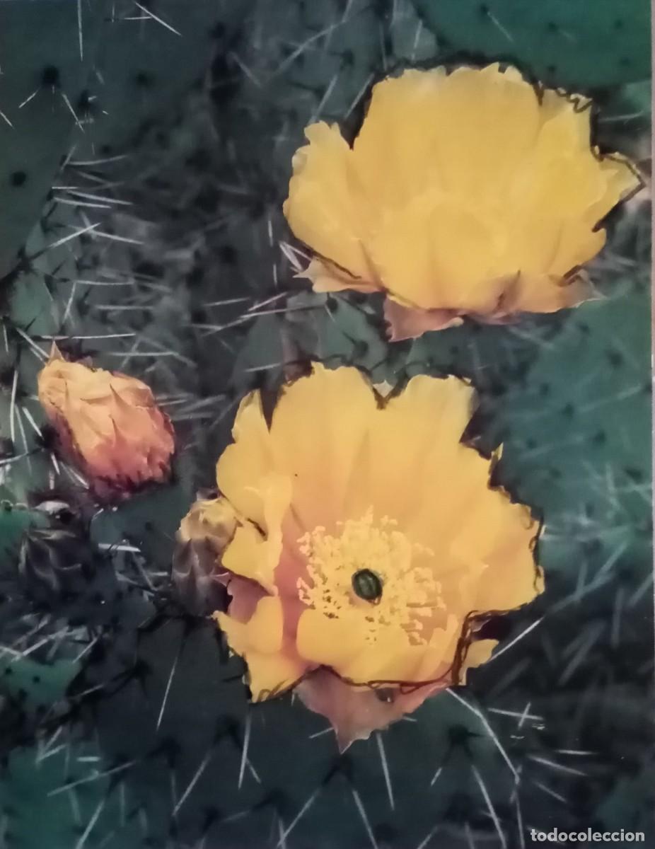 Coleccionismo: L&aacute;mina de arte n 51 interesante
