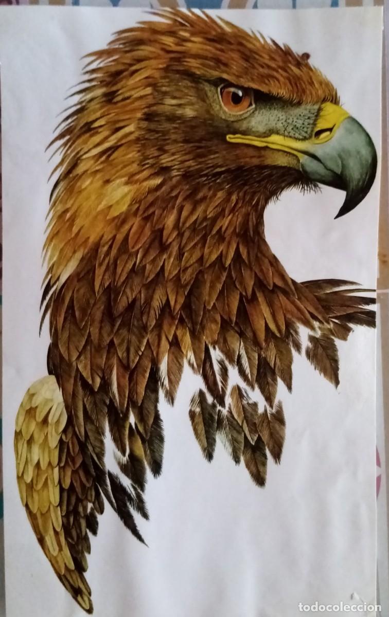 Coleccionismo: L&aacute;mina de arte n 81 interesante