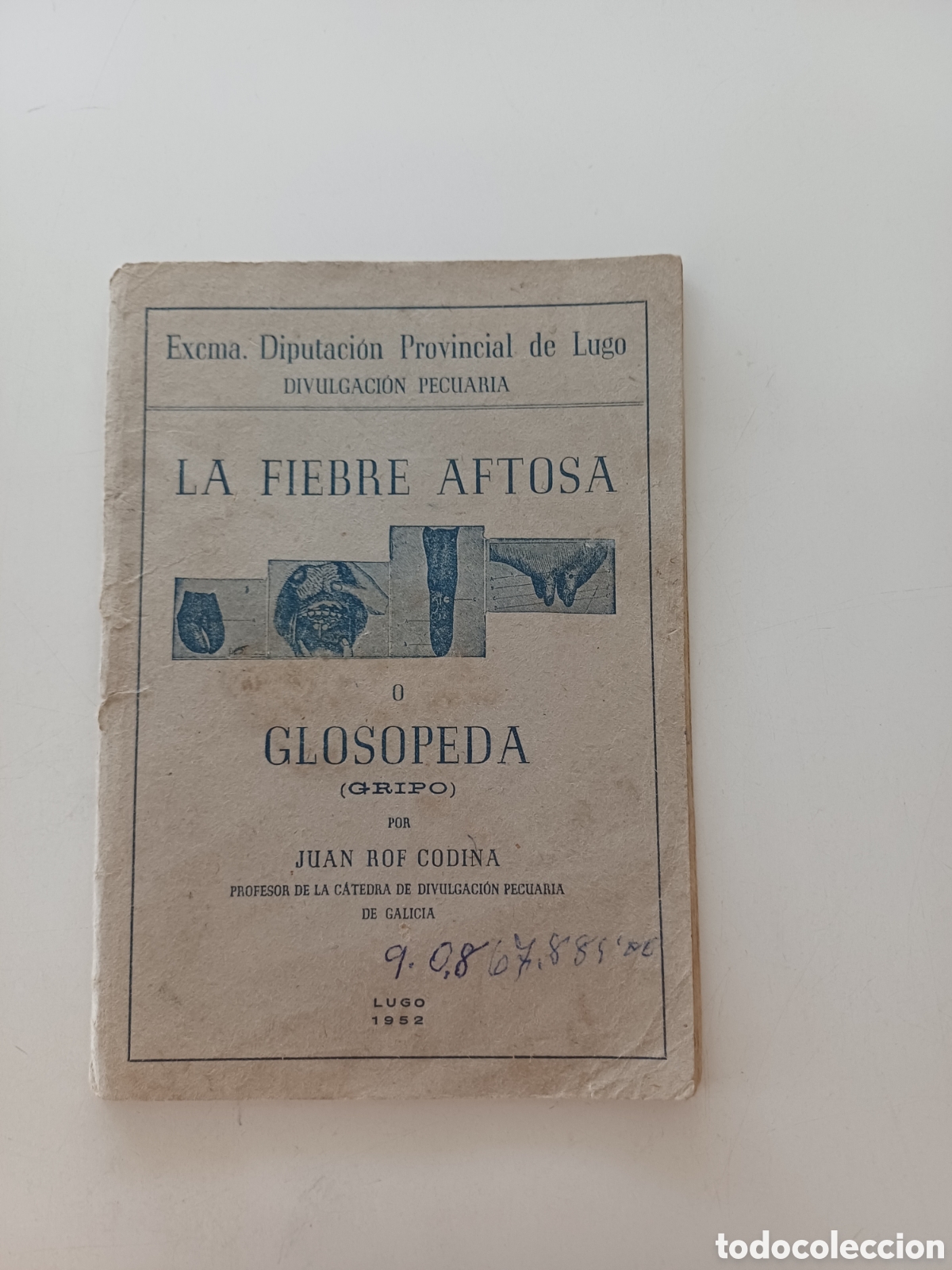Coleccionismo: Folleto la fiebre aftosa o Glosopeda 1952 por Juan Rof Codina VETERINARIA