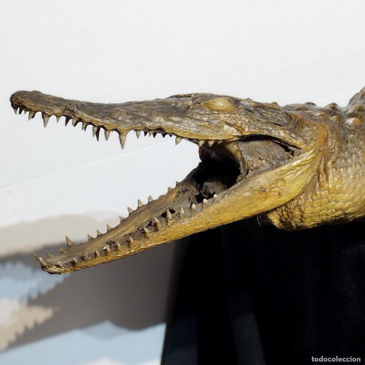 Coleccionismo: INTERESANTE AUTENTICO COCODRILO DISECADO TAXIDERMIA CON HOCICO ABIERTO - 74 CM DE LONGITUD -