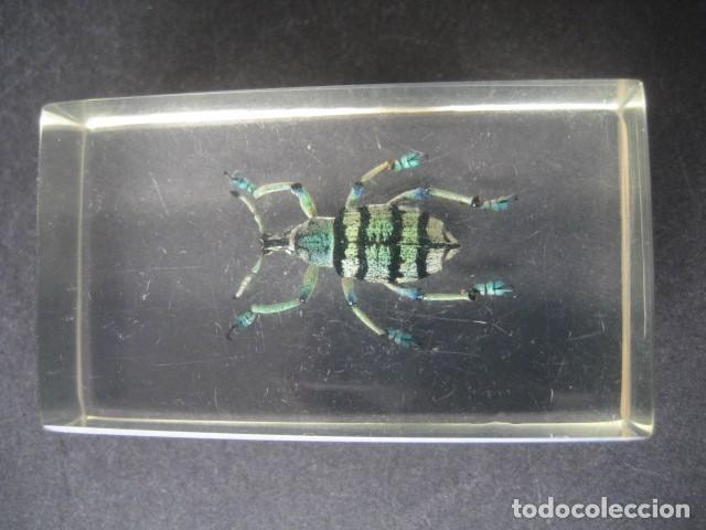 Collectionnisme: INSECTO EN METACRILATO N&ordm;2
