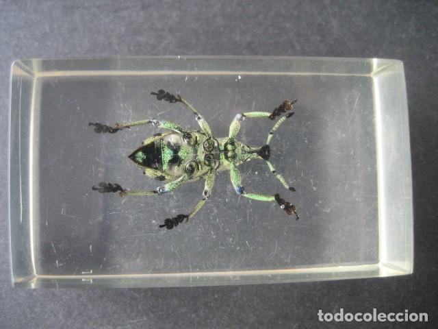 Coleccionismo: INSECTO EN METACRILATO N&ordm;2 - Foto 3