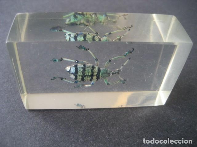Coleccionismo: INSECTO EN METACRILATO N&ordm;2 - Foto 4