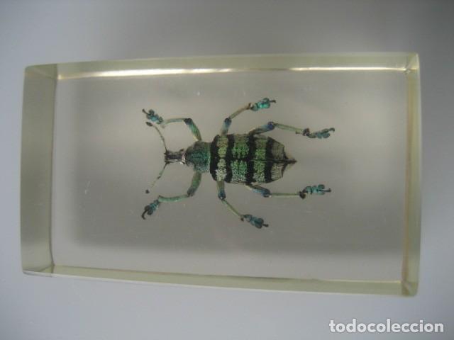 Coleccionismo: INSECTO EN METACRILATO N&ordm;2 - Foto 2