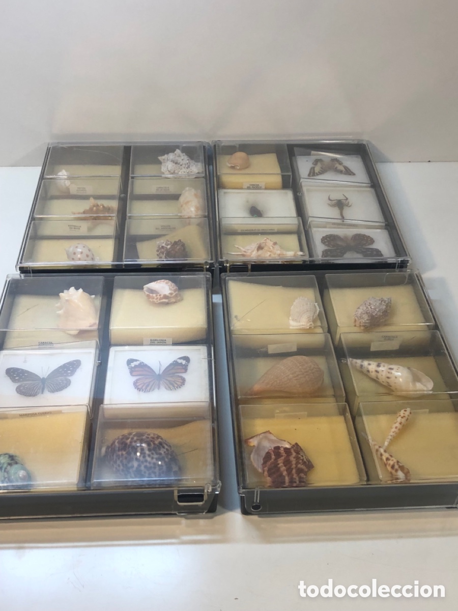 Coleccionismo: Coleccion insectos RBA