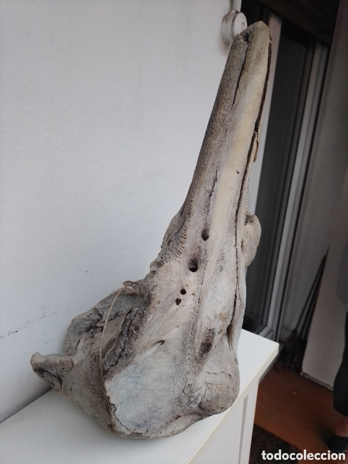 Coleccionismo: Cr&aacute;neo mam&iacute;fero marino - Foto 3