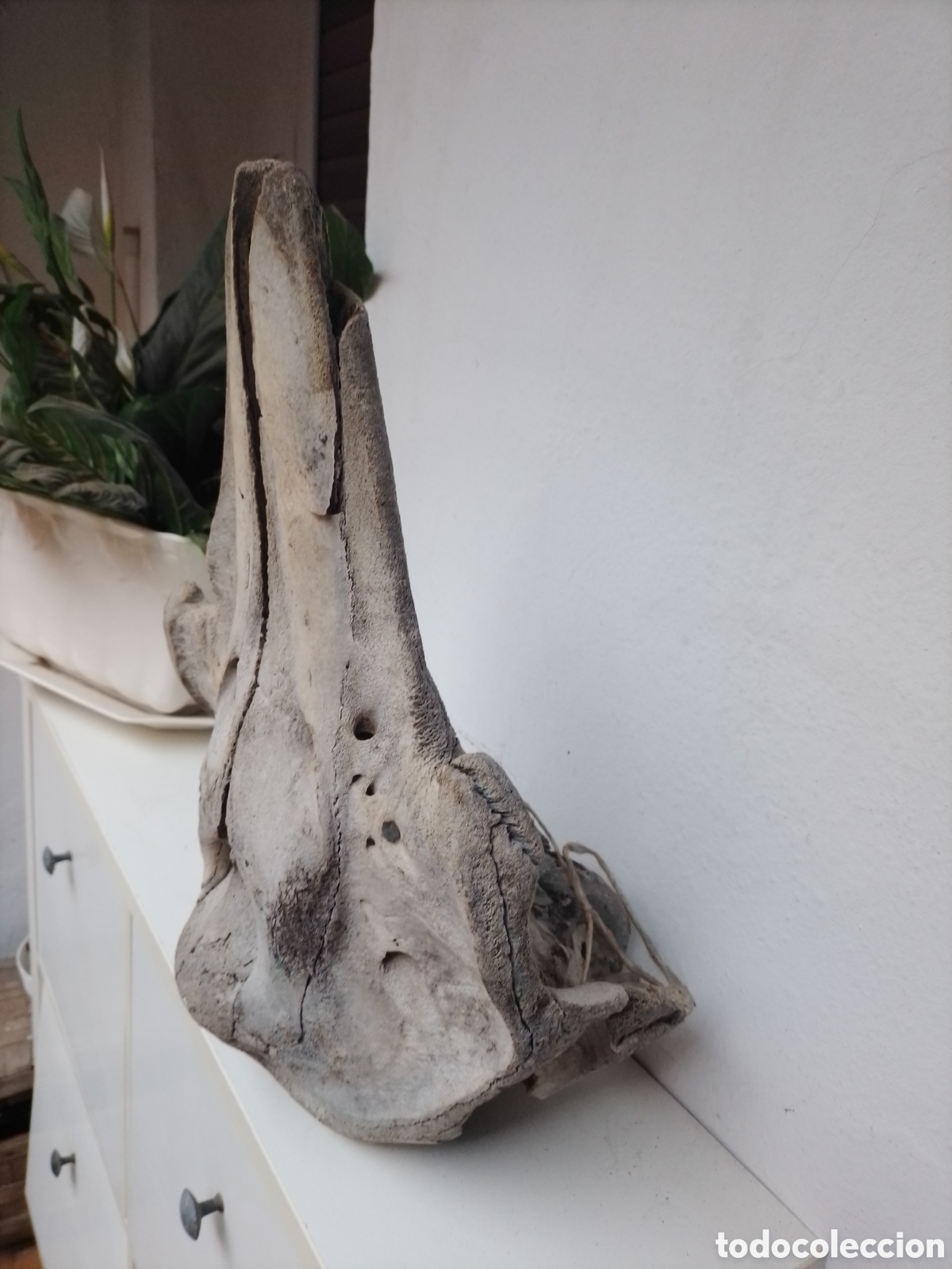 Coleccionismo: Cr&aacute;neo mam&iacute;fero marino - Foto 4