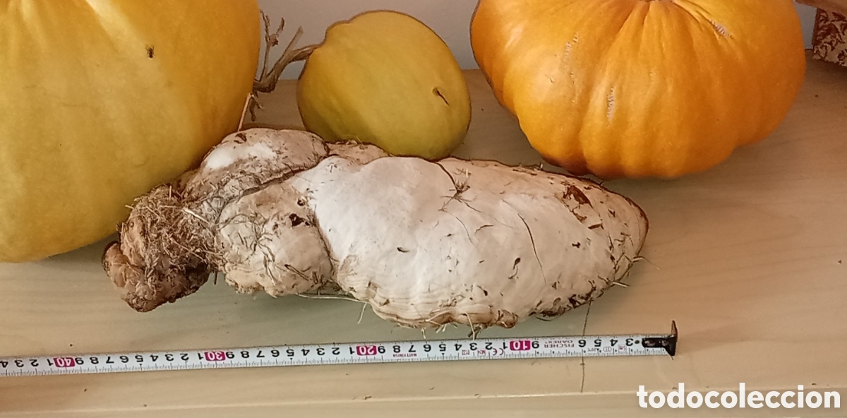 Sammeln: Incre&iacute;ble Yesquero Gigante Natural - Fomes fomentarius - Decoraci&oacute;n / Yesca / Bushcraft / Amadou