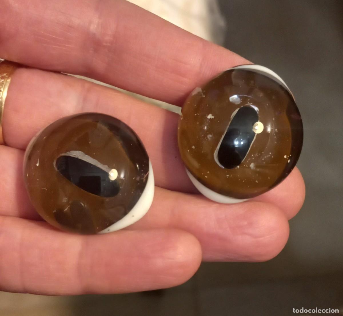 Collecting: OJOS PARA TAXIDERMIA