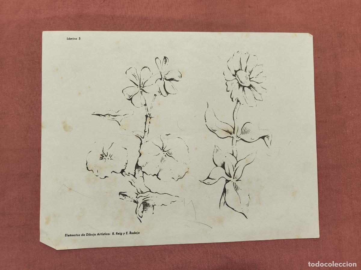 Colecionismo: L&aacute;mina Dibujo Art&iacute;stico Selg y Bofarull &ndash; Estudio de Flores Coleccionismo