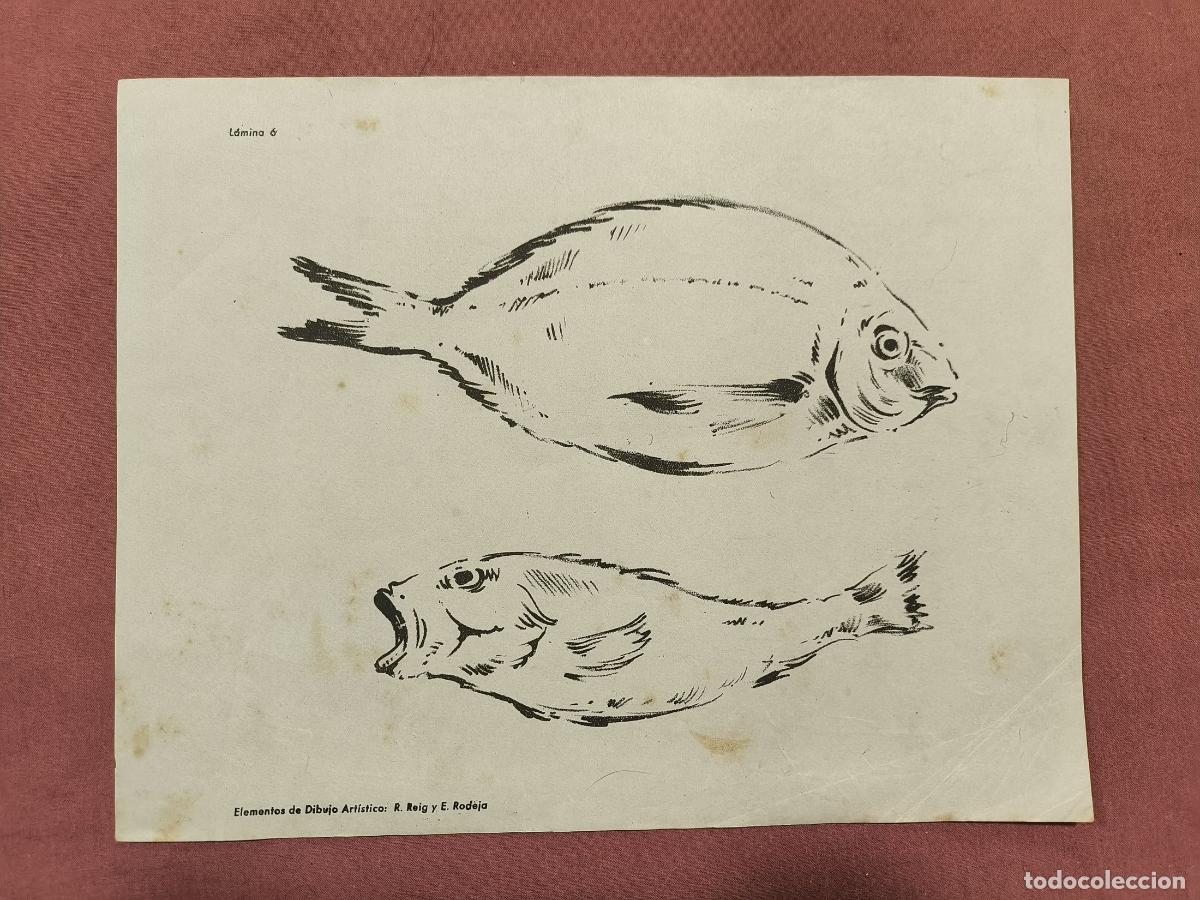 Collezionismo: L&aacute;mina Dibujo Art&iacute;stico Selg y Bofarull &ndash; Estudio de Peces Coleccionismo
