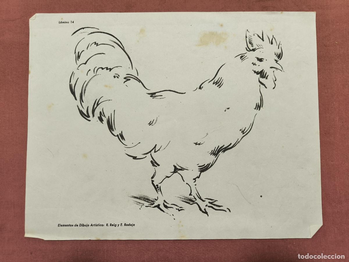 Collectionnisme: L&aacute;mina Dibujo Art&iacute;stico Selg y Bofarull &ndash; Estudio de un Gallo Coleccionismo