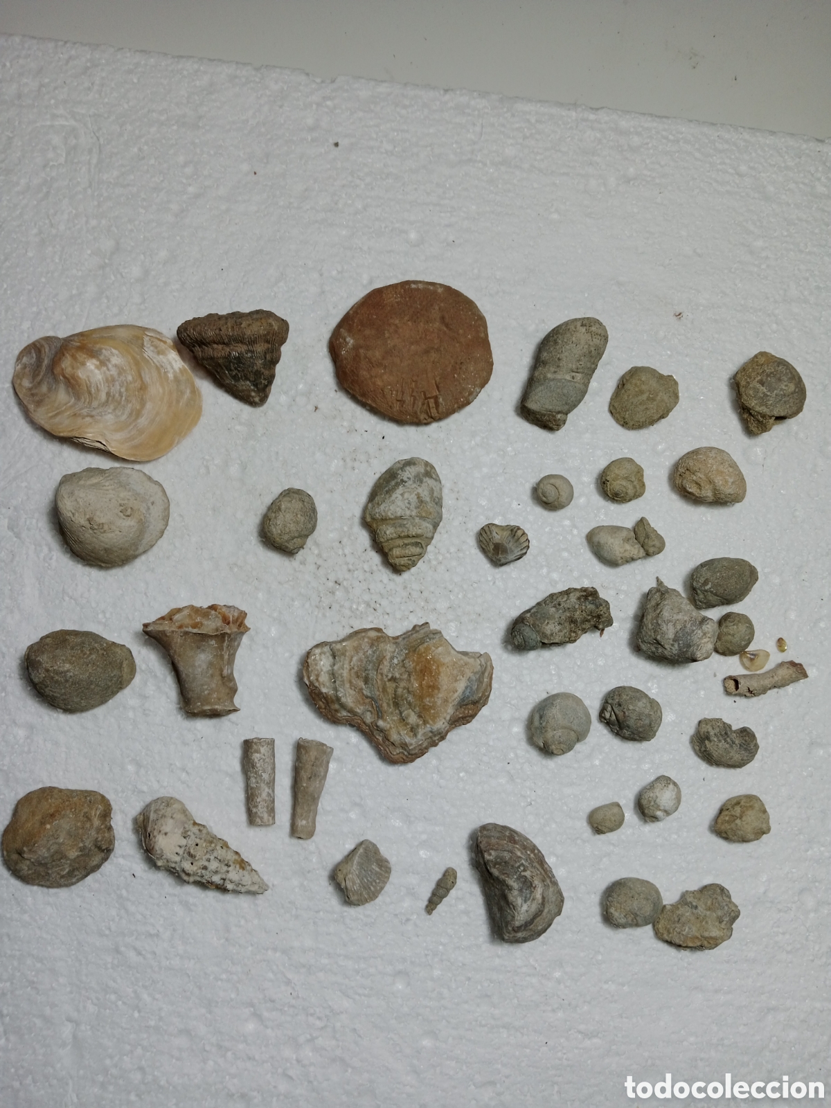 Collectionnisme: LOTE DE F&Oacute;SILES. VARIOS