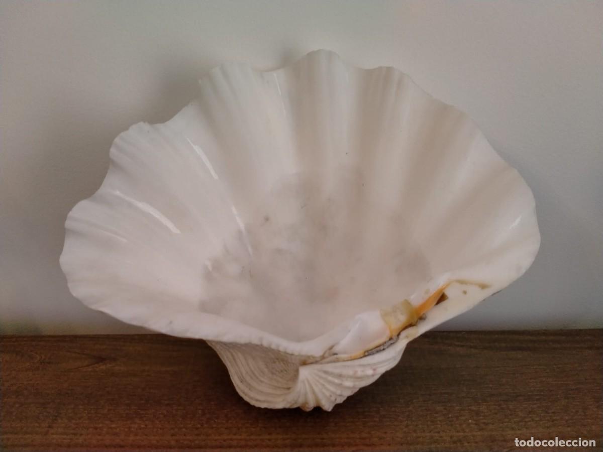Colecionismo: Decorativa concha almeja 26 cm