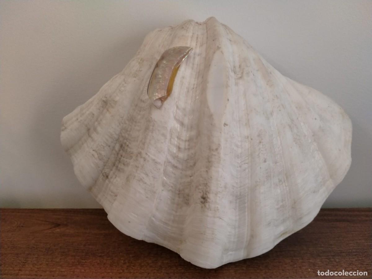 Coleccionismo: Decorativa concha almeja 26 cm - Foto 4