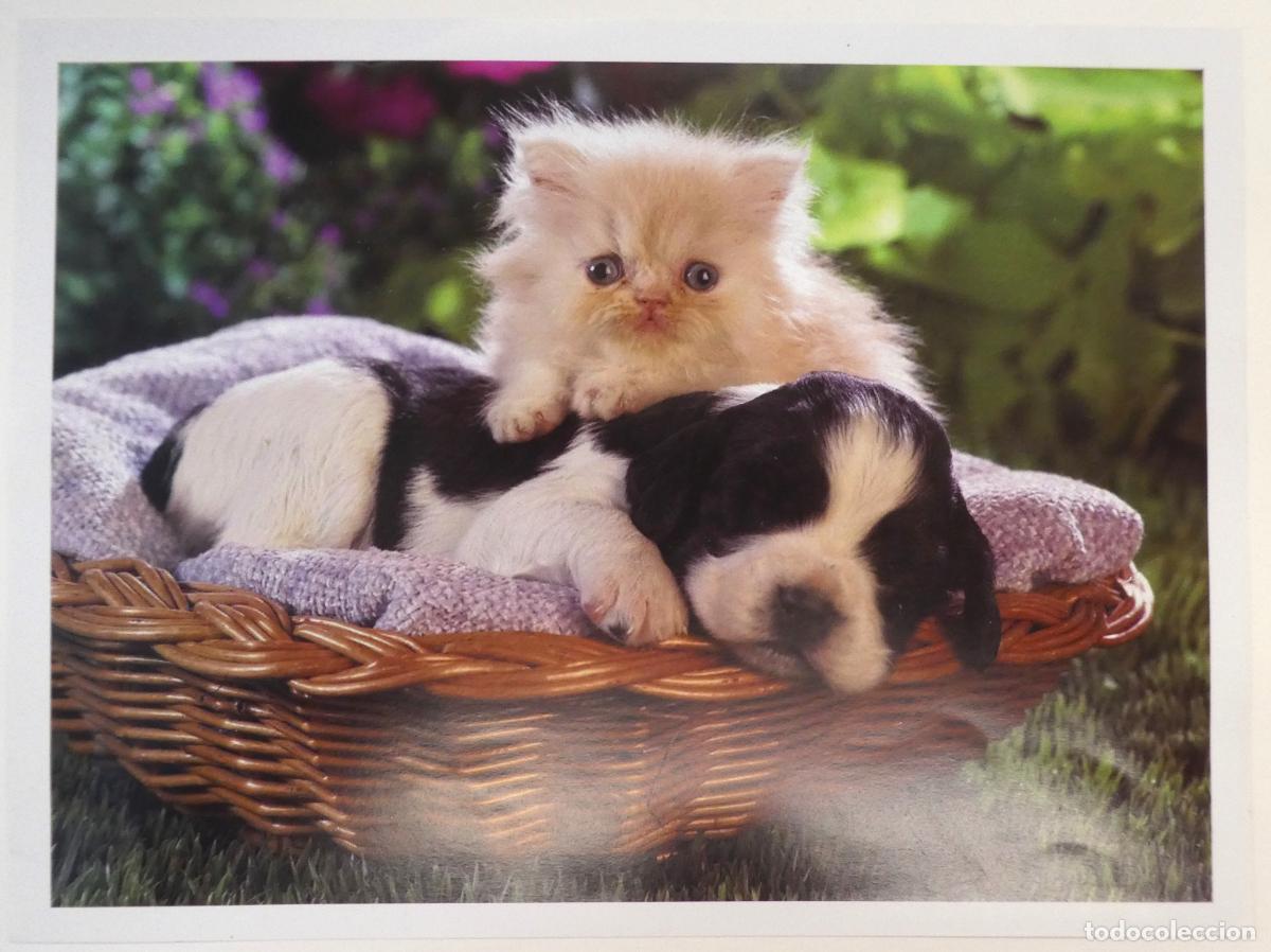 Coleccionismo: L&aacute;mina de un gato y un perro, mide 30X22 cm