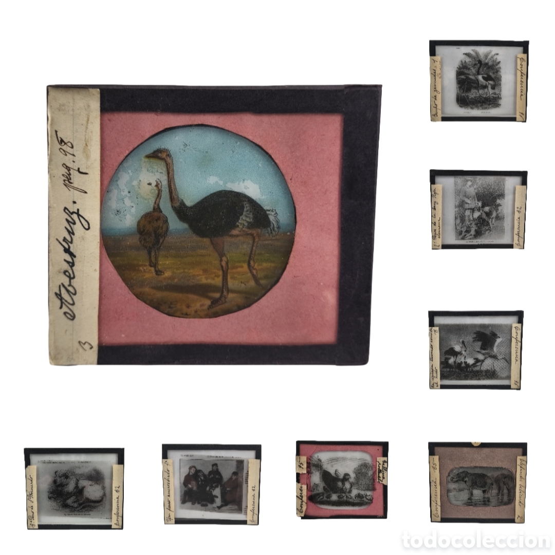 Collectionnisme: Lote Completo de 24 Placas de Cristal para Linterna M&aacute;gica / Proyecci&oacute;n Educativa - Zoolog&iacute;a, Aves y