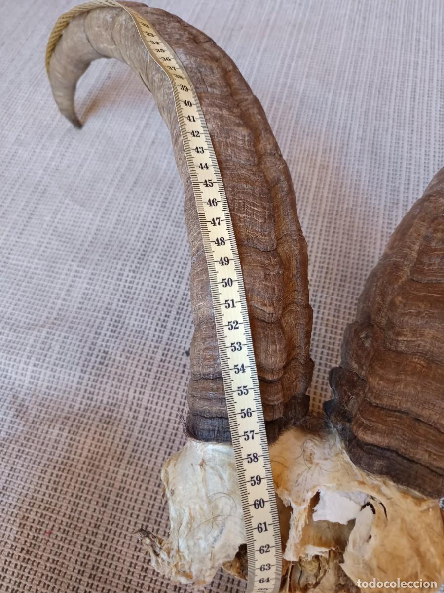 Coleccionismo: Gran cornamenta cabra - Foto 6