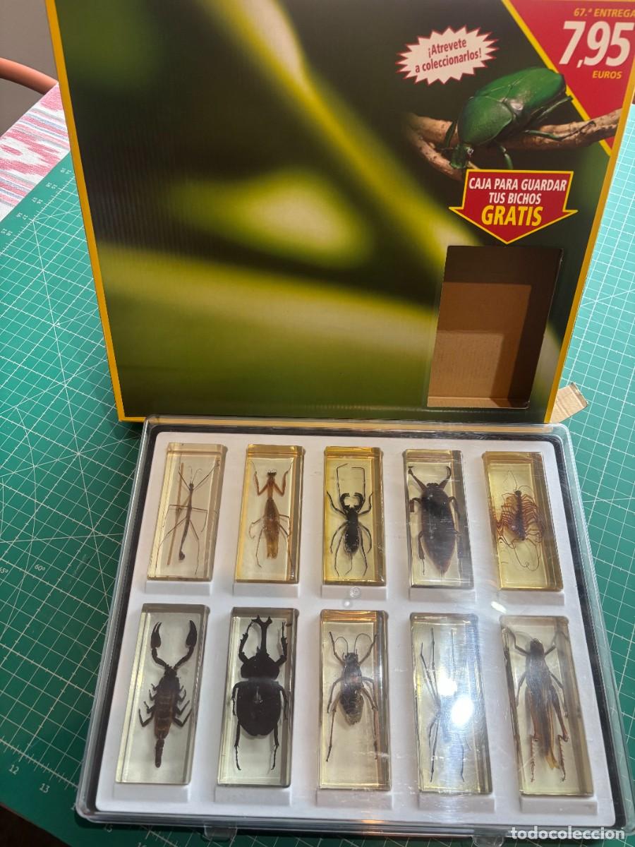 Coleccionismo: Colecci&oacute;n Bichos National Geo RBA completa: 104 ejs, fichas, Bug Barn y carta de completar colecci&oacute;n