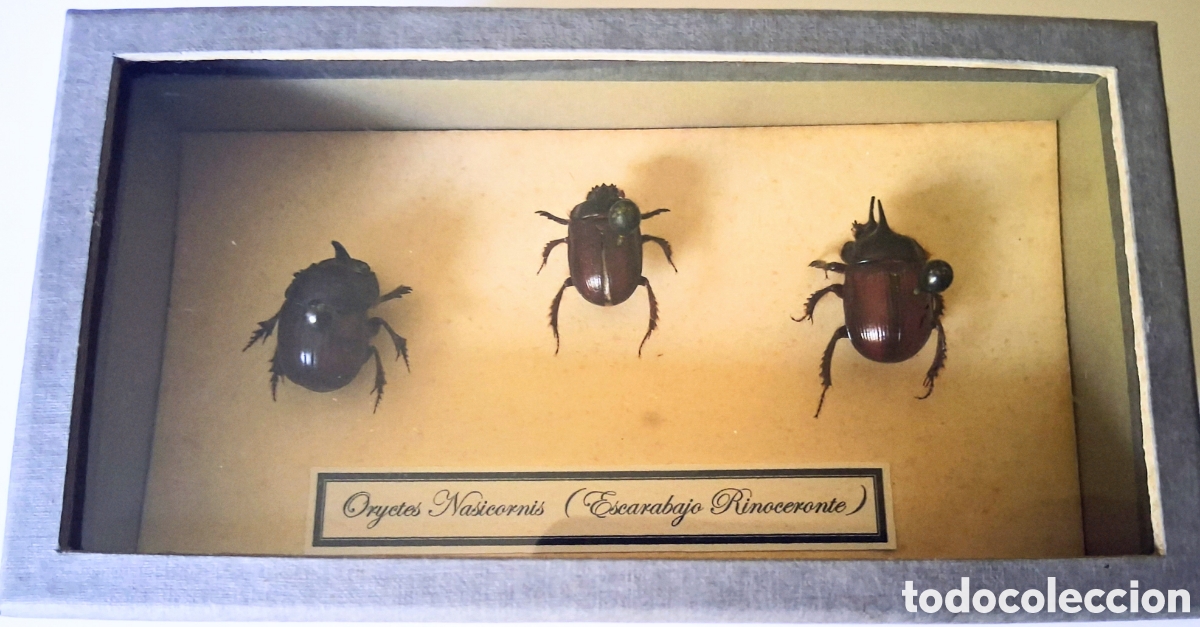 Coleccionismo: Cuadro Entomol&oacute;gico - 3 Escarabajos Rinoceronte (Oryctes Nasicornis) Disecados en Caja Expositora
