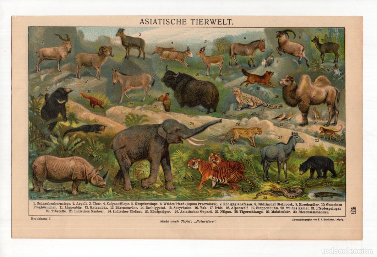 Coleccionismo: L&Aacute;MINA ZOOL&Oacute;GICA ASIATISCHE TIERWELT.MUNDO ANIMAL ASI&Aacute;TICO, ENCICLOPEDIA ALEMANA BROCKHAUS