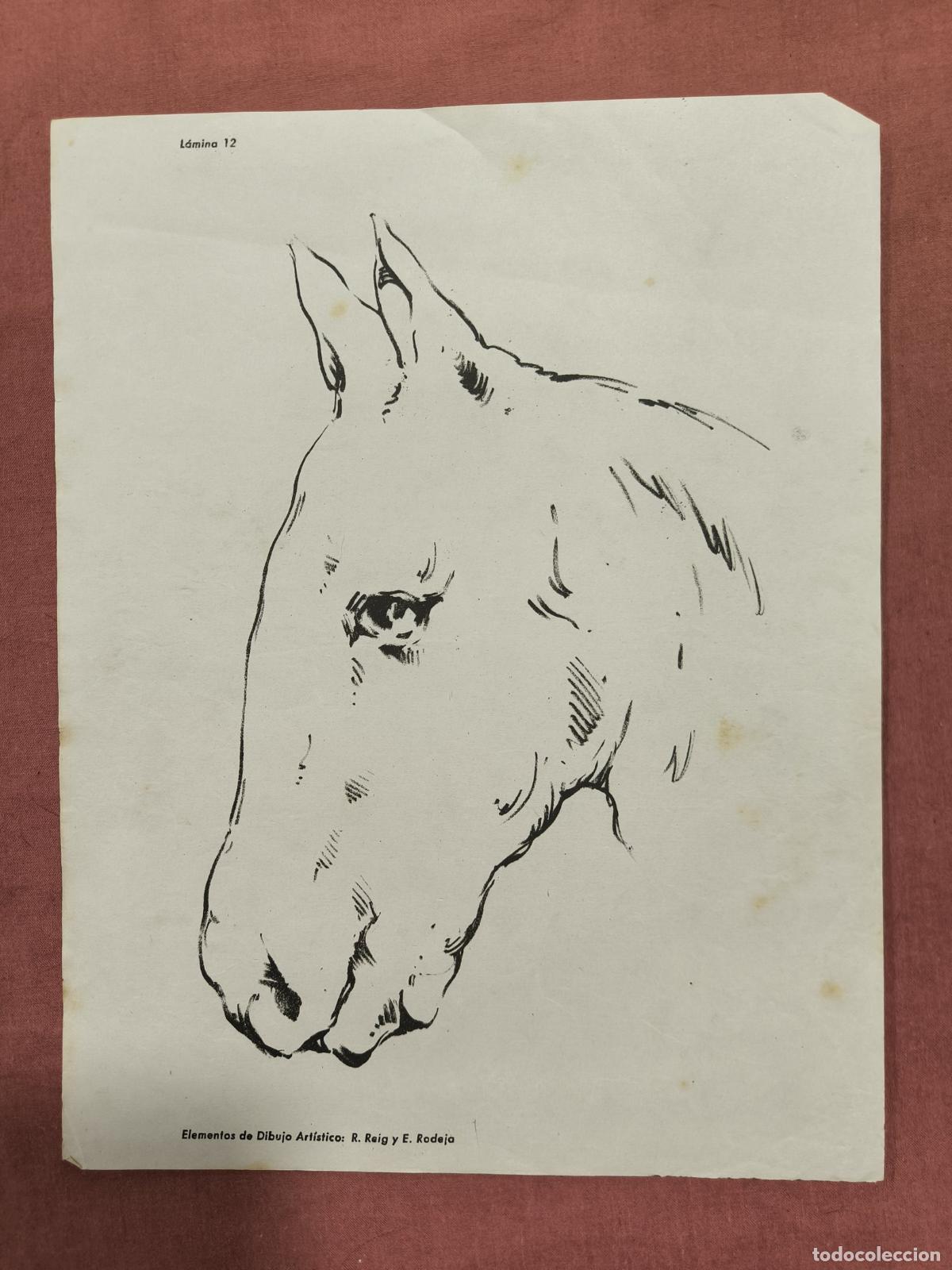 Coleccionismo: L&aacute;mina Dibujo Art&iacute;stico Selg y Bofarull &ndash; Cabeza de Caballo Coleccionismo