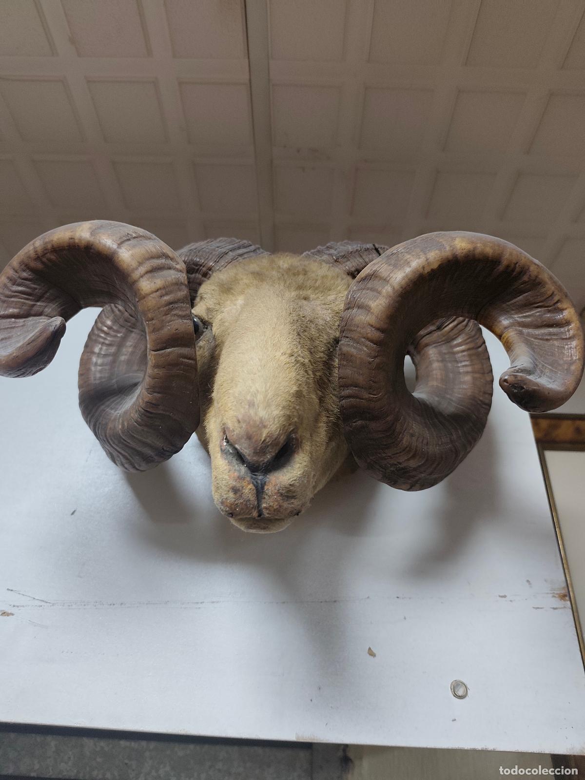 Coleccionismo: cabeza de carnero taxidermia